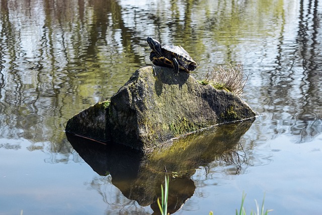 Schildkröte, Natur, Tier, Gad, Fels