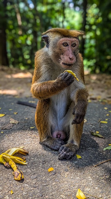 Toque, Zerzauster Makaken, Affe, Natur
