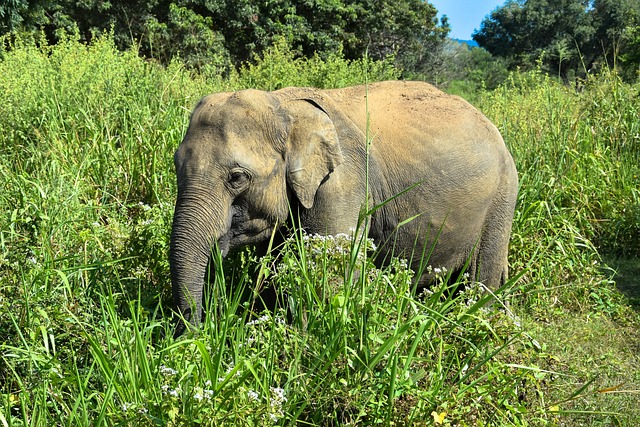 Elefant, Natur, Tier