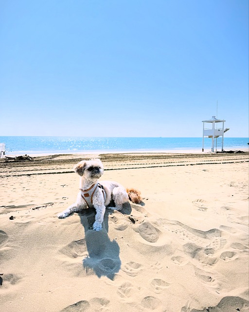 Strand, Hund, Shih Tzu, Hündchen