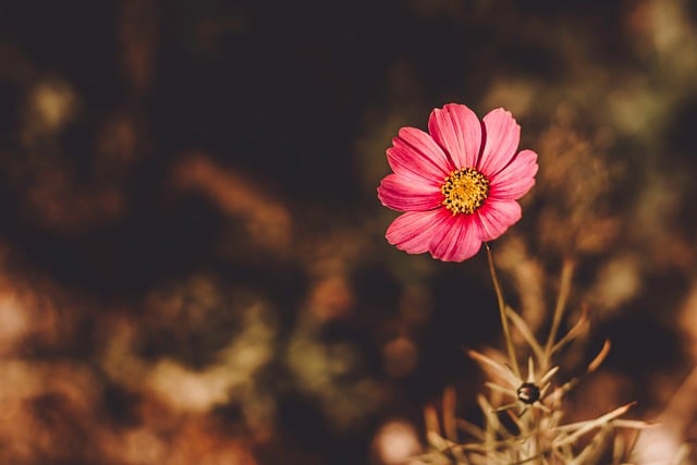 Free Feathery Cosmos Flower photo and picture