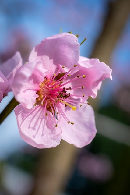 Free Blossom Bloom photo and picture