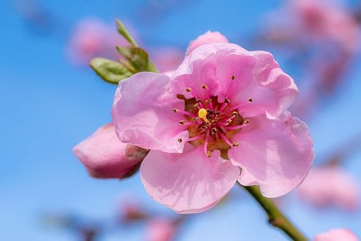 Free Blossom Bloom photo and picture