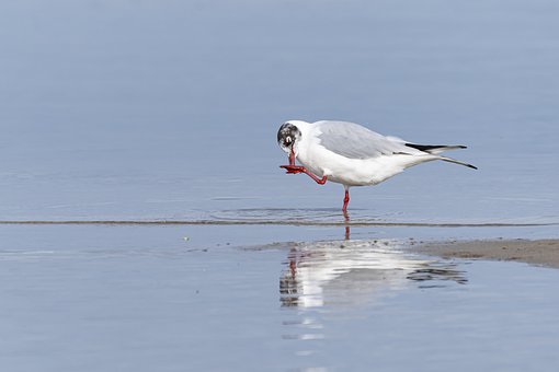 Free Gull Water Bird photo and picture