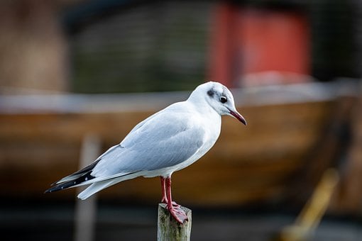 Free Gull Bird photo and picture