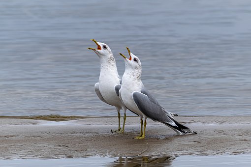 Free Seagulls To Sing photo and picture