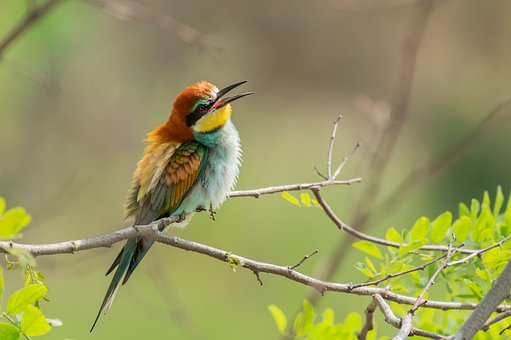 Free Ai Generated Bird illustration and picture
