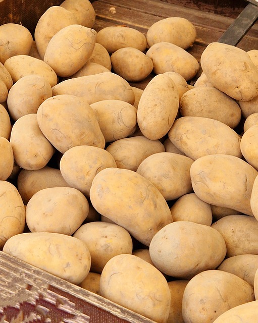 Free Harvest Potatoes photo and picture