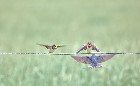 Free Swallow Bird photo and picture