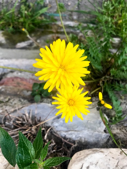 Blume, Kleine Blume, Blumen, Green