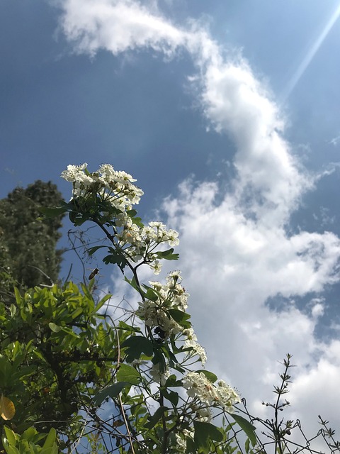 Blume, Kleine Blume, Blumen, Green
