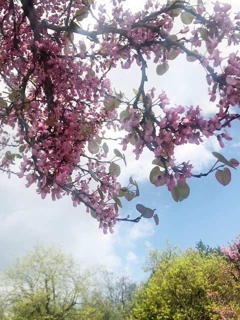 Blume, Kleine Blume, Blumen, Green