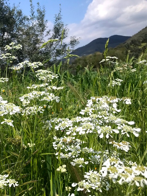 Blume, Kleine Blume, Blumen, Green