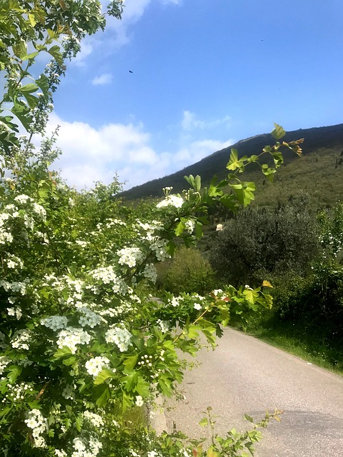 Blume, Kleine Blume, Blumen, Green