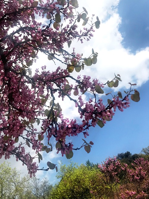 Blume, Kleine Blume, Blumen, Green