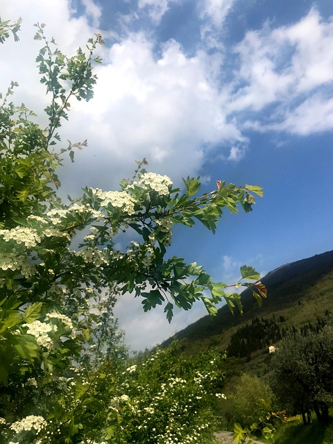 Blume, Kleine Blume, Blumen, Green
