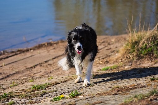 Free Herding Dog Border Collie photo and picture