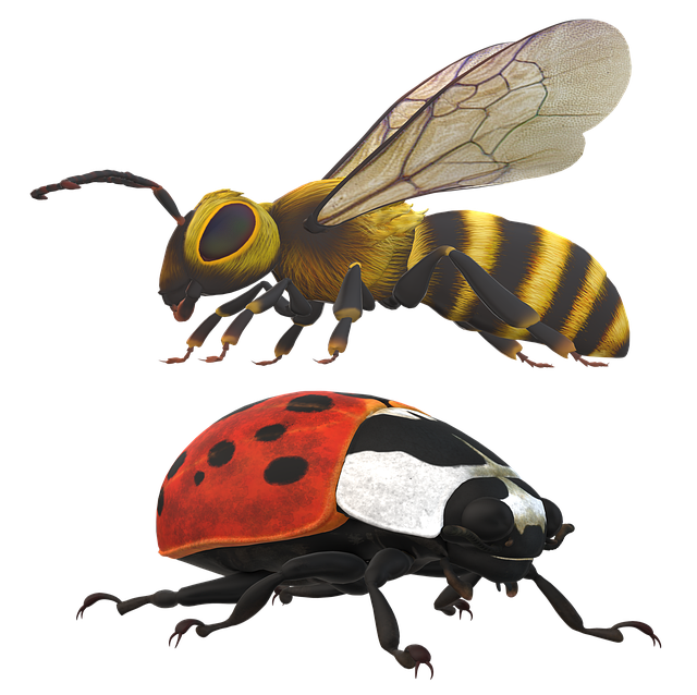 Free bee insect nature illustration