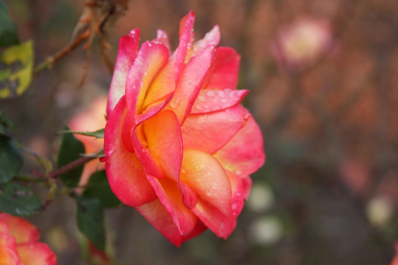 Rose Flower Bloom - Free photo on Pixabay