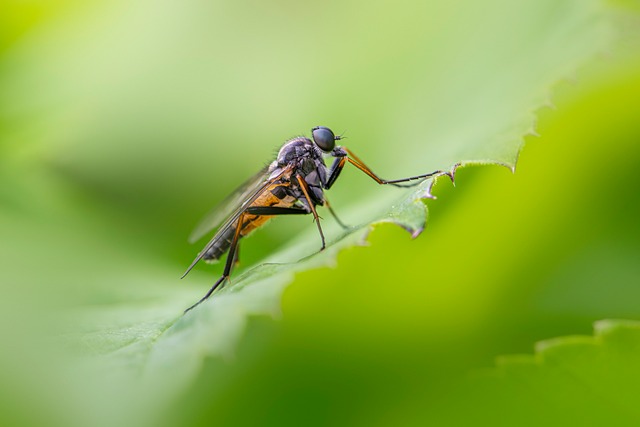 Free Nature Animal photo and picture