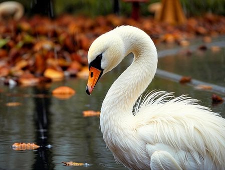 Free Swan Spring illustration and picture
