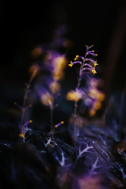 Free Flower Nature photo and picture