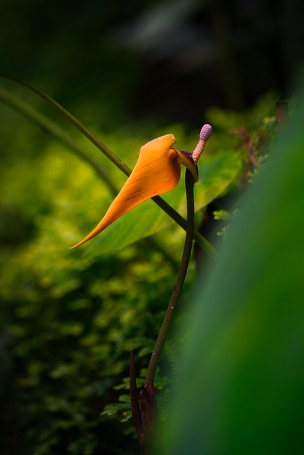 Free Flower Nature photo and picture