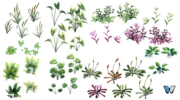 Planten, Natuur, Tropen