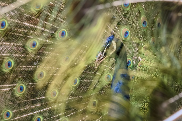 Free Peacock Bird photo and picture