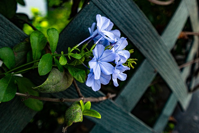 Flor, Florecer, Planta, Flora, Jardín