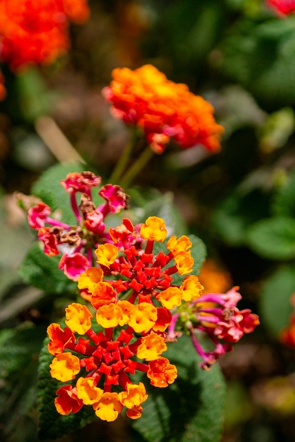 Lima, Miraflores, Flor, Rojo, Florecer