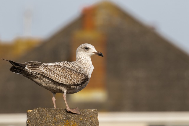 Free Herring Gull Bird photo and picture