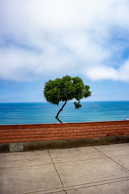 Perú, Lima, Miraflores, Malecón, Árbol