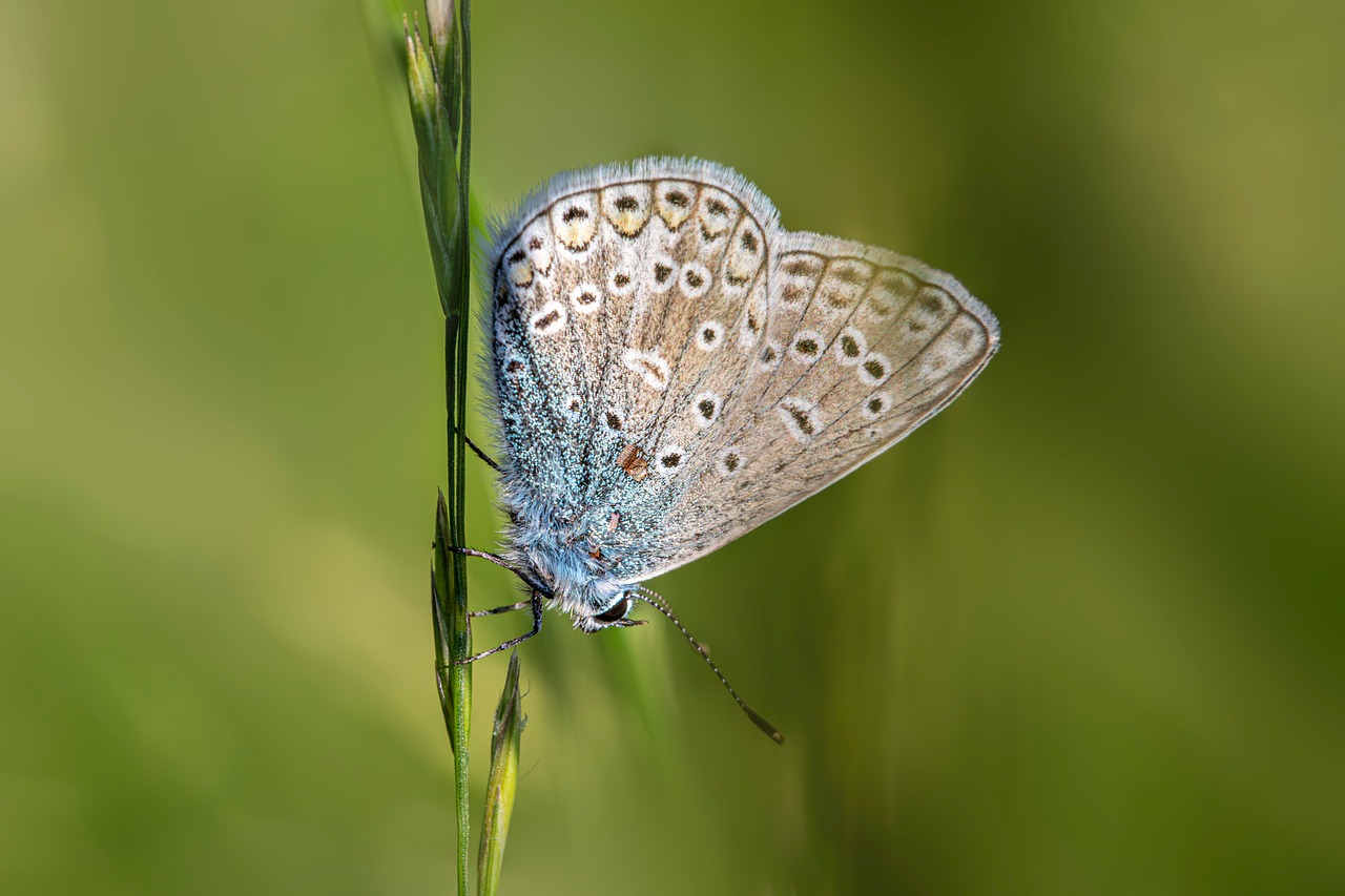 Butterfly - free online jigsaw puzzle photo