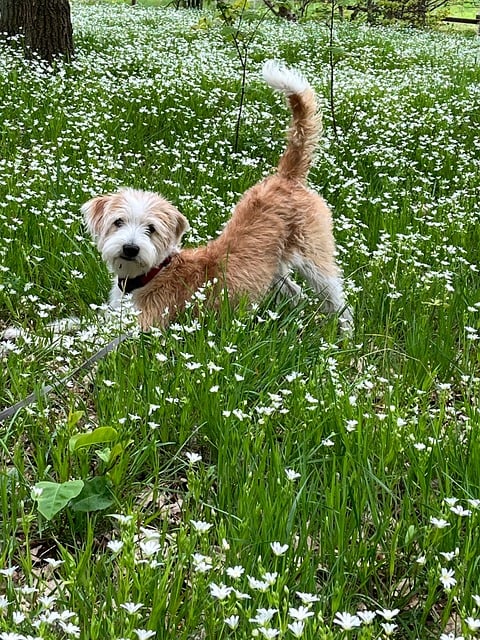 Hond, Huisdier, Dier, Natuur, Portret