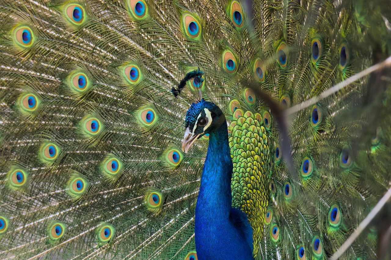 Plumes De Paon Dans Une Maison