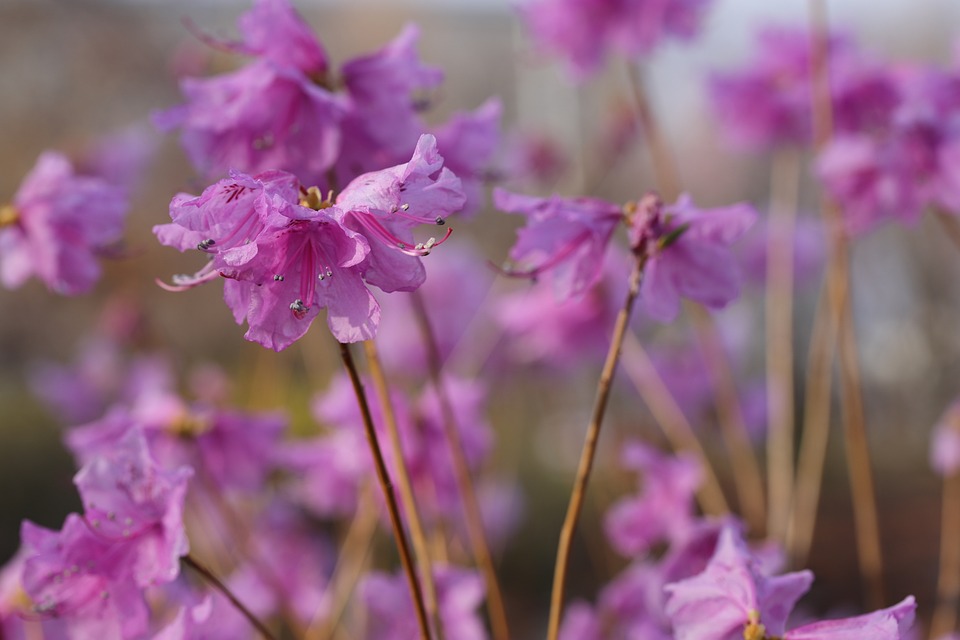 Azalea Flower Spring Flowers - Free photo on Pixabay