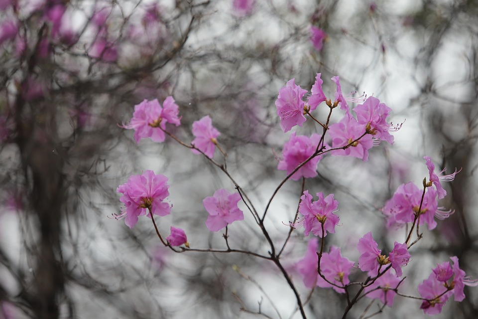 Azalea Flower Spring Azalea Flower Spring Flowers - Free photo on Pixabay