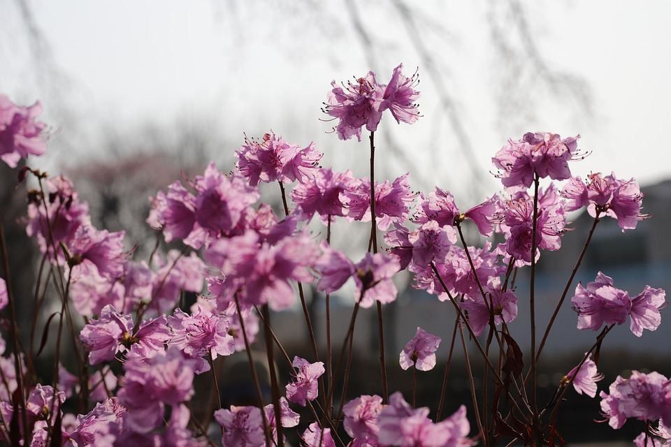 Azalea Flower Spring Azalea Flower Spring Flowers - Free photo on Pixabay