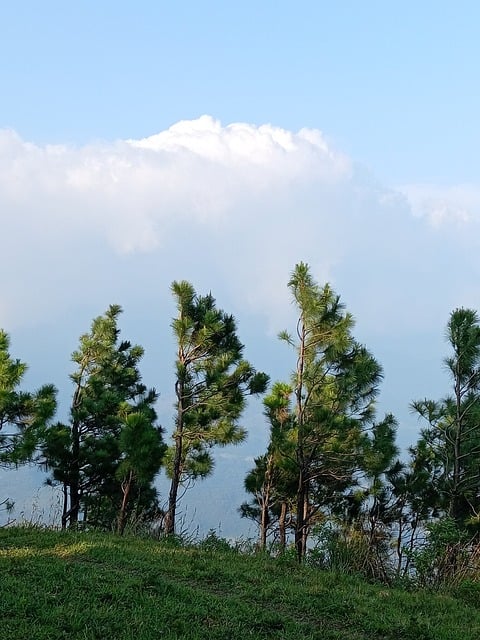 Free Nature Forest photo and picture
