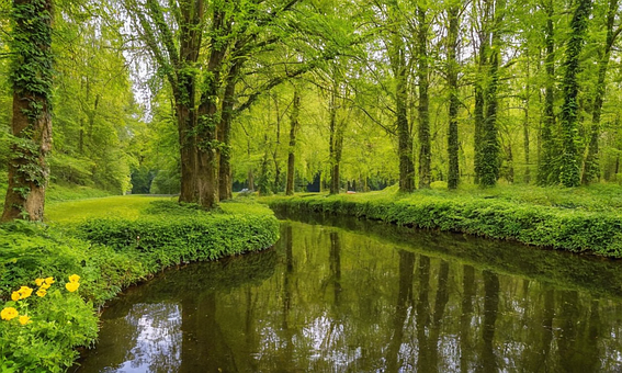 Free Forest Nature illustration and picture