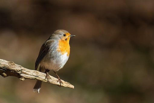 Free Bird Robin photo and picture