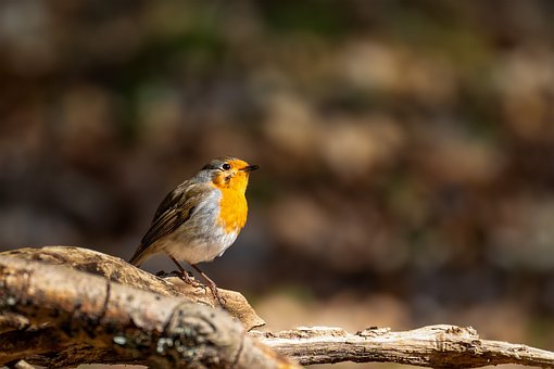 Free Bird Robin photo and picture