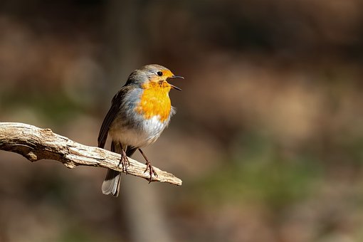 Free Bird Robin photo and picture