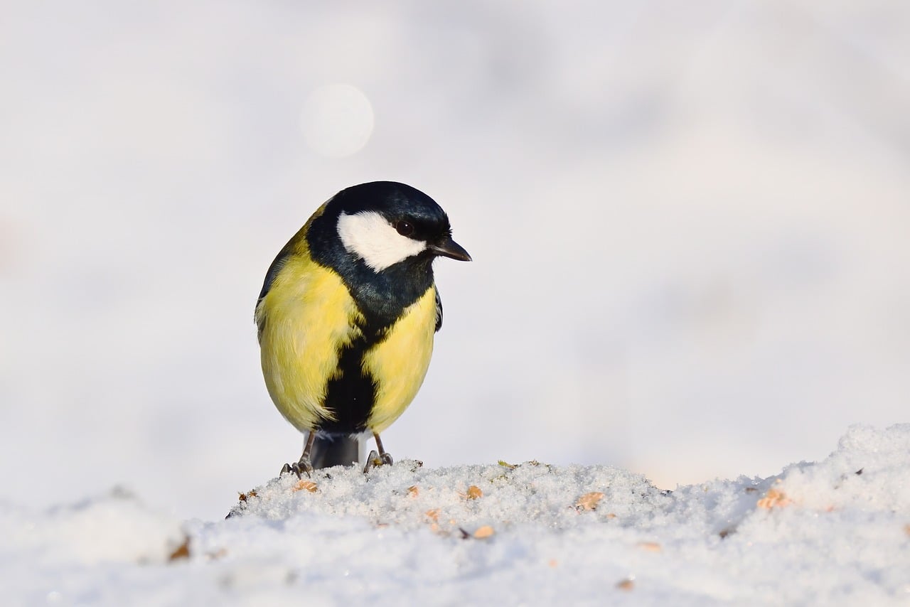 1-500-000-free-beautiful-natural-tits-nature-images-pixabay