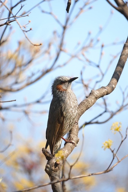 Novo, Cabaça Reta, Natureza, Pássaros