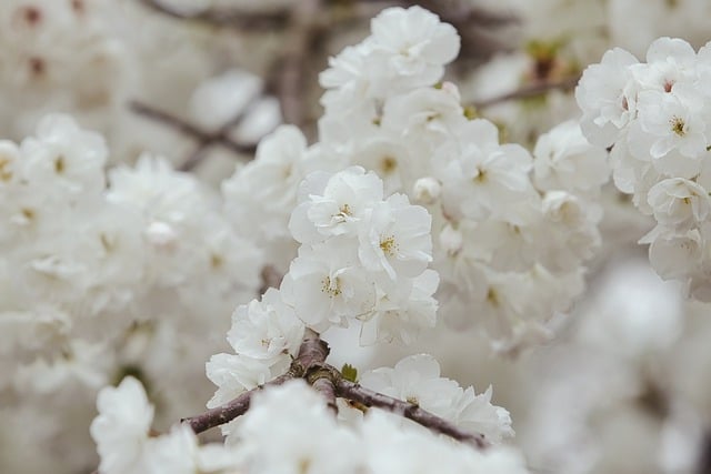Frühling, Natur, Blüte, Insekt, Natur