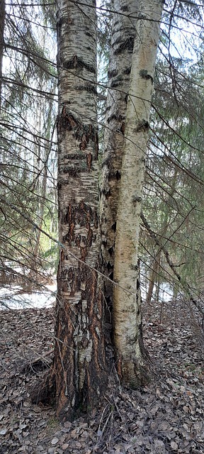 Free Tree Spring photo and picture