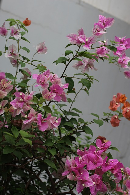 Blomst, Blomstre, Lyserød, Elsker