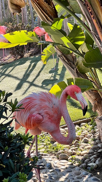 Free Bird Nature photo and picture